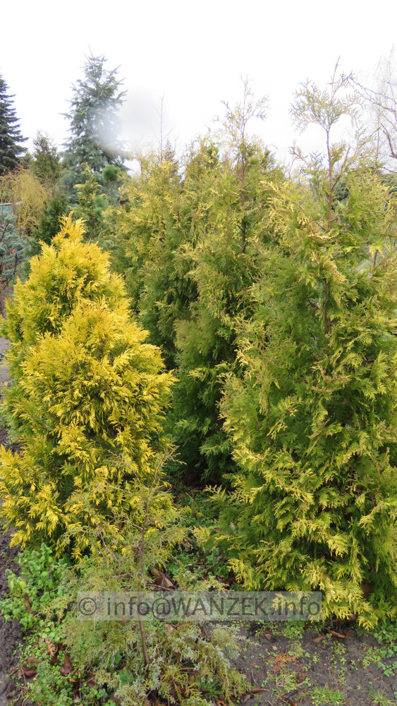 Thuja plicata Goldy 03.JPG